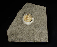 Load image into Gallery viewer, Calcite Promicroceras ammonite fossil display piece (18mm)
