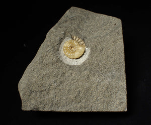 Calcite Promicroceras ammonite fossil display piece (18mm)