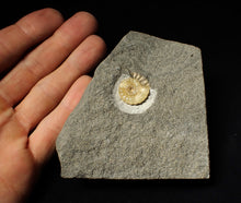 Load image into Gallery viewer, Calcite Promicroceras ammonite fossil display piece (18mm)
