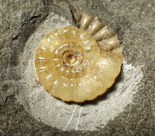 Load image into Gallery viewer, Calcite Promicroceras ammonite fossil display piece (18mm)
