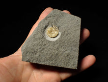 Load image into Gallery viewer, Calcite Promicroceras ammonite fossil display piece (18mm)
