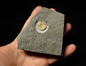 Calcite Promicroceras ammonite fossil display piece (18mm)