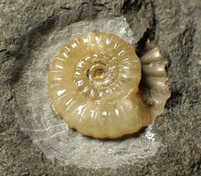 Load image into Gallery viewer, Calcite Promicroceras ammonite fossil display piece (18mm)
