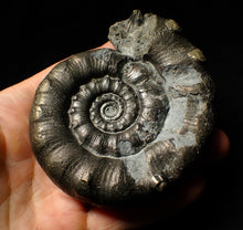 Load image into Gallery viewer, Huge chunky pyrite Eoderoceras ammonite fossil (98 mm)
