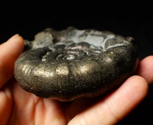 Huge chunky pyrite Eoderoceras ammonite fossil (98 mm)
