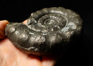 Huge chunky pyrite Eoderoceras ammonite fossil (98 mm)