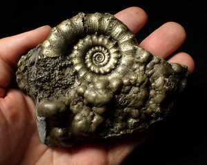 Large pyrite Eoderoceras ammonite fossil (105 mm)
