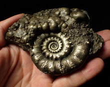 Load image into Gallery viewer, Large pyrite Eoderoceras ammonite fossil (105 mm)
