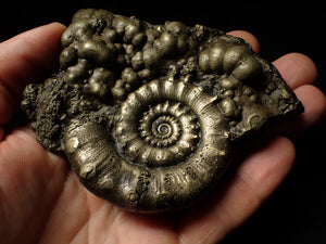 Large pyrite Eoderoceras ammonite fossil (105 mm)