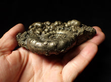 Load image into Gallery viewer, Large pyrite Eoderoceras ammonite fossil (105 mm)
