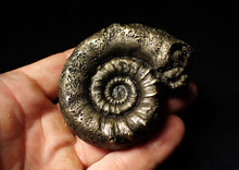 Load image into Gallery viewer, Rare pyrite Eoderoceras bispinigerum ammonite fossil (72 mm)

