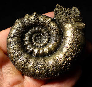 Rare pyrite Eoderoceras bispinigerum ammonite fossil (72 mm)
