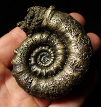 Load image into Gallery viewer, Rare pyrite Eoderoceras bispinigerum ammonite fossil (72 mm)
