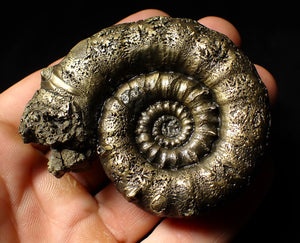 Rare pyrite Eoderoceras bispinigerum ammonite fossil (72 mm)