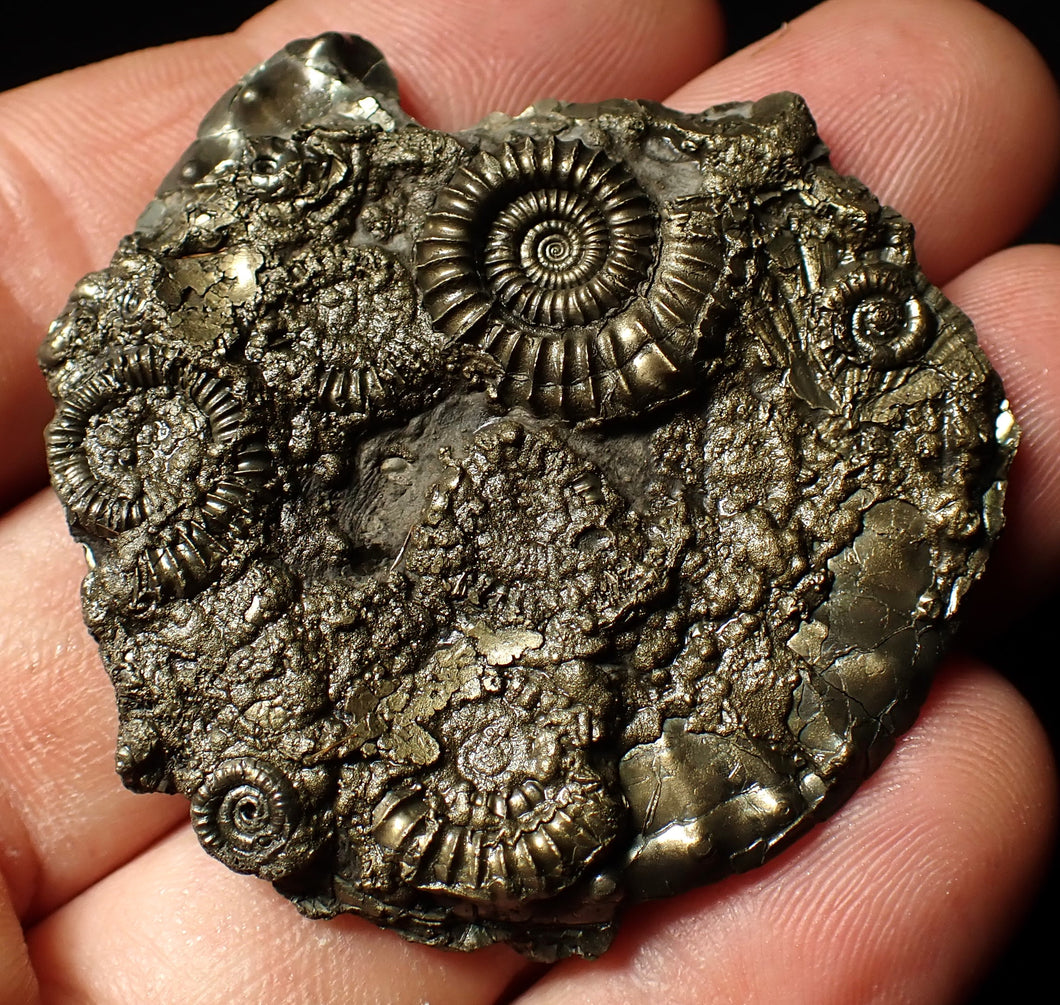 Unusual pyrite multi-ammonite fossil (51 mm)