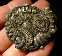 Load image into Gallery viewer, Unusual pyrite multi-ammonite fossil (51 mm)
