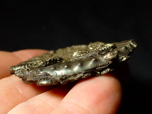 Unusual pyrite multi-ammonite fossil (51 mm)