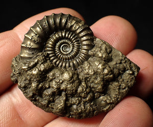 Large Crucilobiceras pyrite ammonite (44 mm)