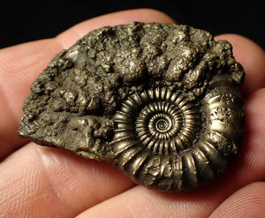 Large Crucilobiceras pyrite ammonite (44 mm)