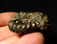 Load image into Gallery viewer, Large Crucilobiceras pyrite ammonite (44 mm)
