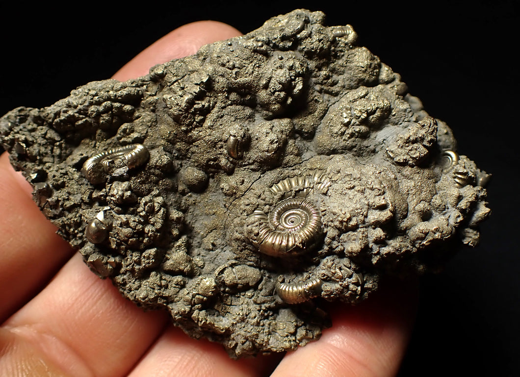 Pyrite multi-ammonite fossil (75 mm)