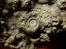 Load image into Gallery viewer, Pyrite multi-ammonite fossil (75 mm)
