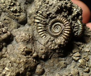 Pyrite multi-ammonite fossil (75 mm)