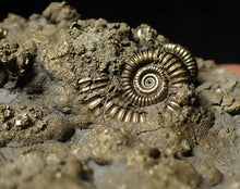 Load image into Gallery viewer, Pyrite multi-ammonite fossil (75 mm)
