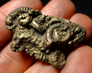 Pyrite multi-ammonite fossil (41 mm)