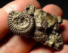 Load image into Gallery viewer, Pyrite multi-ammonite fossil (41 mm)
