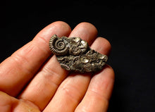 Load image into Gallery viewer, Pyrite multi-species ammonite &amp; bivalve fossil (42 mm)
