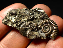 Load image into Gallery viewer, Pyrite multi-species ammonite &amp; bivalve fossil (42 mm)
