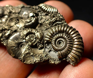 Pyrite multi-species ammonite & bivalve fossil (42 mm)