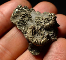 Load image into Gallery viewer, Full little pyrite multi-ammonite &amp; bivalve fossil (34 mm)
