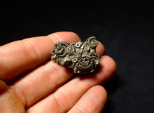 Load image into Gallery viewer, Full little pyrite multi-ammonite &amp; bivalve fossil (34 mm)
