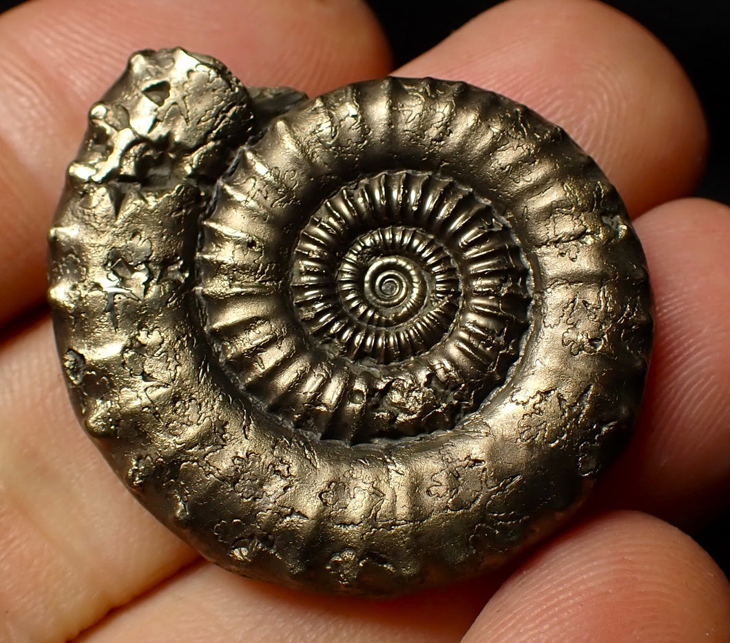 Large Crucilobiceras pyrite ammonite (36 mm)