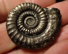 Load image into Gallery viewer, Large Crucilobiceras pyrite ammonite (36 mm)
