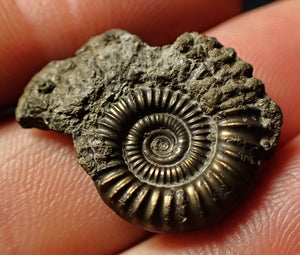 Crucilobiceras pyrite ammonite (25 mm)