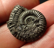Load image into Gallery viewer, Crucilobiceras pyrite ammonite (22 mm)
