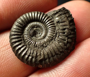 Crucilobiceras pyrite ammonite (22 mm)