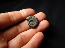 Load image into Gallery viewer, Crucilobiceras pyrite ammonite (22 mm)
