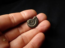 Load image into Gallery viewer, Crucilobiceras pyrite ammonite (20 mm)
