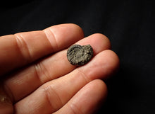 Load image into Gallery viewer, Crucilobiceras pyrite ammonite (18 mm)

