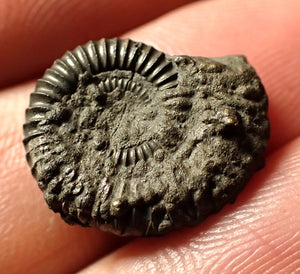 Crucilobiceras pyrite ammonite (18 mm)