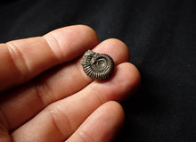 Load image into Gallery viewer, Crucilobiceras pyrite ammonite (18 mm)
