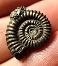 Load image into Gallery viewer, Crucilobiceras pyrite ammonite (19 mm)
