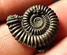 Load image into Gallery viewer, Crucilobiceras pyrite ammonite (19 mm)
