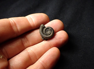 Crucilobiceras pyrite ammonite (19 mm)