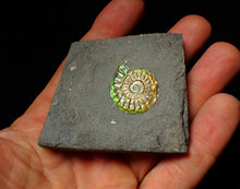 Load image into Gallery viewer, Rainbow iridescent Caloceras display ammonite fossil 26mm
