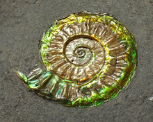 Load image into Gallery viewer, Rainbow iridescent Caloceras display ammonite fossil 26mm
